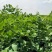 甘草种子精选纯新甘草籽种植简单易管理提供技术回收
