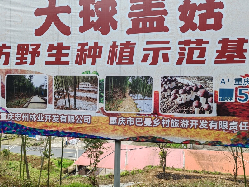 大球盖菇