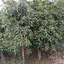 桂花树，四季桂，八月桂