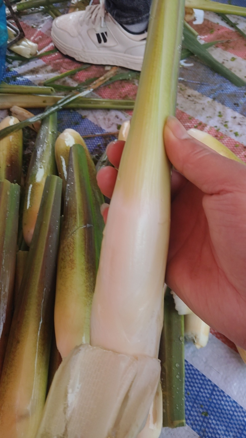 新鲜上市茭白