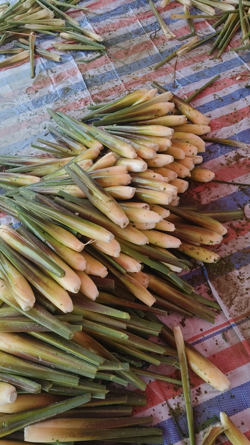 新鲜上市茭白