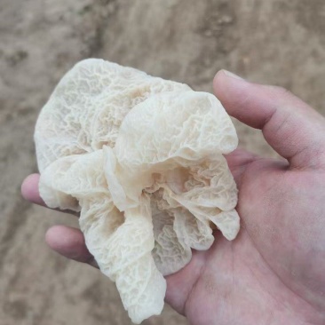 山西精品羊肚耳现货干货大量上市对接商超欢迎选购