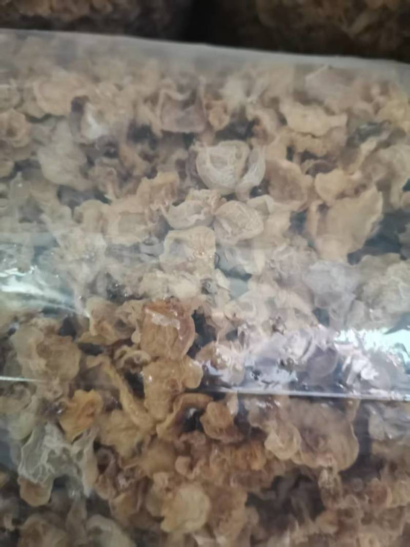 山西精品羊肚耳现货干货大量上市对接商超欢迎选购