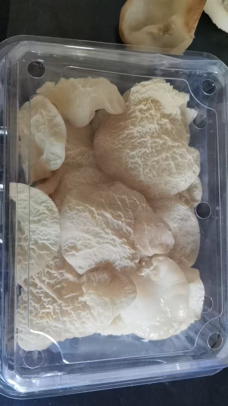 山西精品羊肚耳现货干货大量上市对接商超欢迎选购