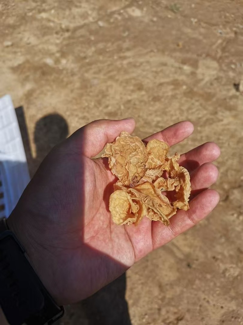 山西精品羊肚耳现货干货大量上市对接商超欢迎选购