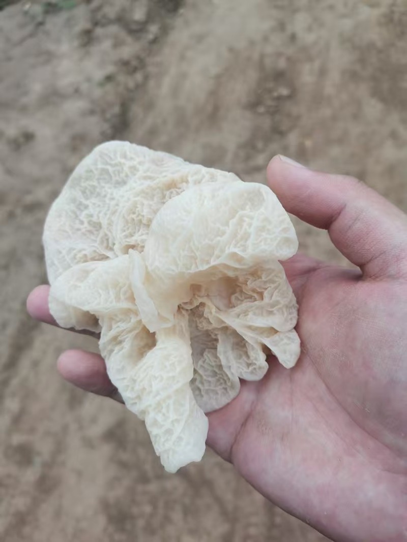 山西精品羊肚耳现货干货大量上市对接商超欢迎选购