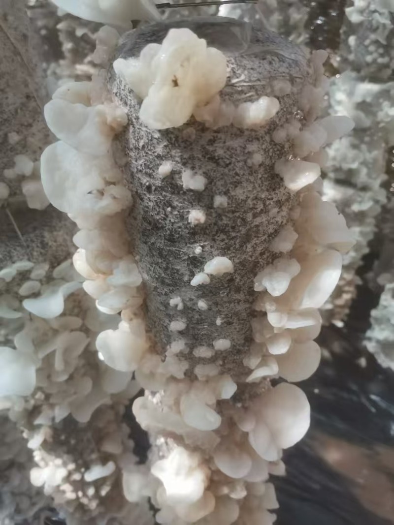 山西精品羊肚耳现货干货大量上市对接商超欢迎选购