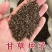 甘草种子精选纯新甘草籽种植简单易管理提供技术回收