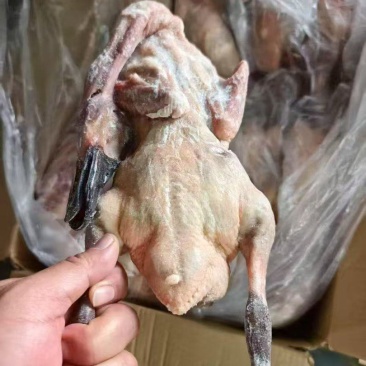 处理小麻鸭两车