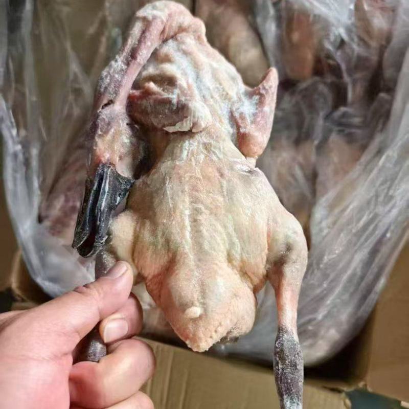 处理小麻鸭两车