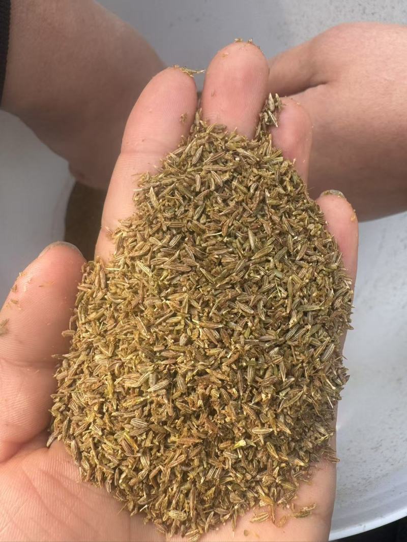 正宗新疆孜然碎产地厂家味道浓郁孜然粉孜然粒新疆孜然颗粒