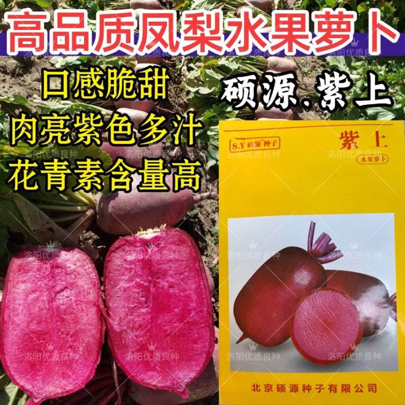紫上凤梨萝卜种子杂交高品质红皮红肉甜脆多汁不辣水果萝卜种