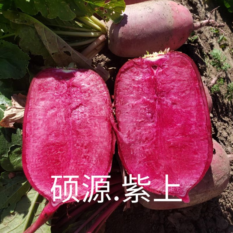 紫上凤梨萝卜种子杂交高品质红皮红肉甜脆多汁不辣水果萝卜种