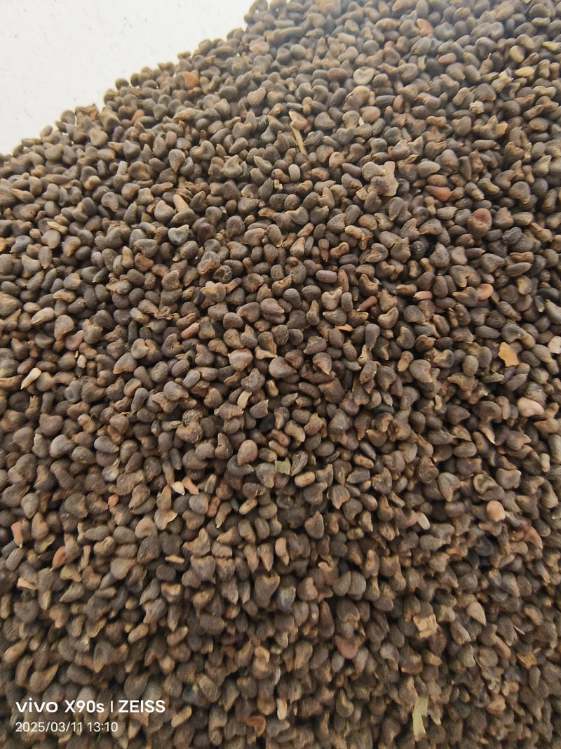 茼麻子