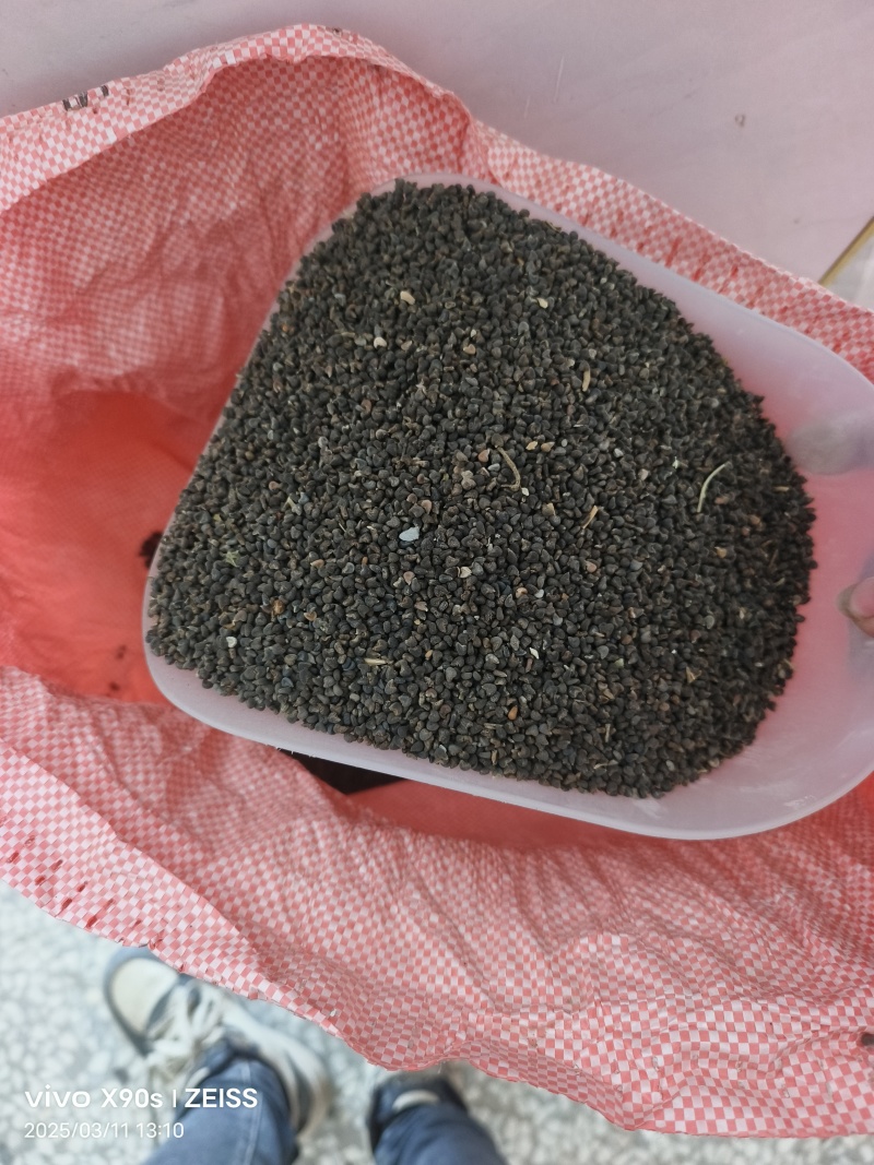 茼麻子