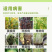 36%春雷喹啉铜杀菌剂防治细菌性角斑溃疡流胶