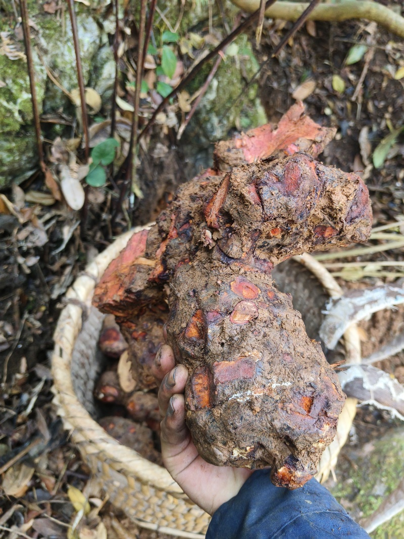 云南文山红肉土茯苓包邮到家，量大优惠，包邮，包邮，包邮
