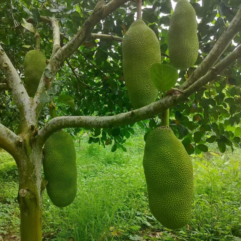 （推荐）海南菠萝蜜/精品菠萝蜜/产地直发/全国供应批发