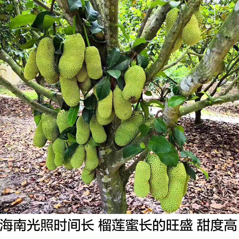 （推荐）海南菠萝蜜/精品菠萝蜜/产地直发/全国供应批发