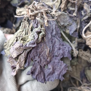 紫苏叶苏叶实物拍摄自然风干品质佳价格优鲁赣药材