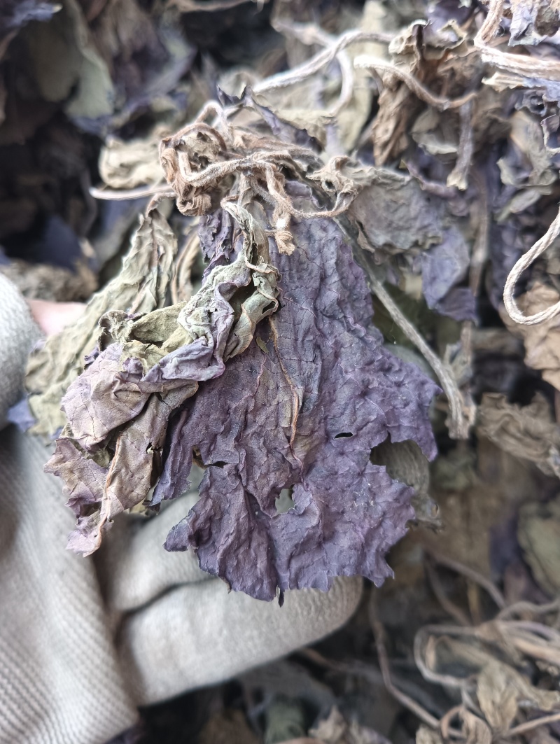 紫苏叶苏叶实物拍摄自然风干品质佳价格优鲁赣药材