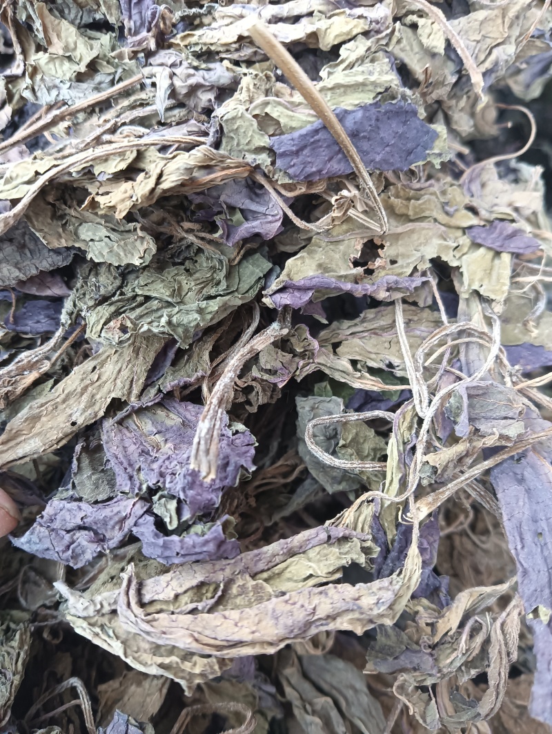 紫苏叶苏叶实物拍摄自然风干品质佳价格优鲁赣药材