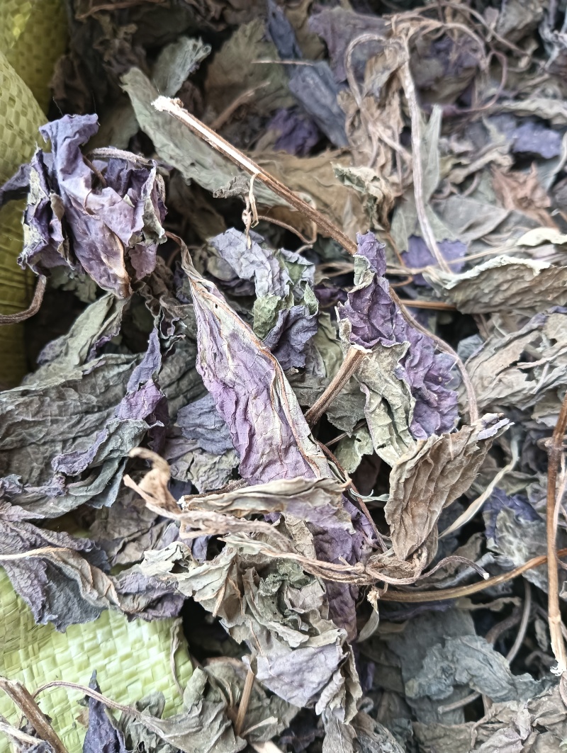紫苏叶苏叶实物拍摄自然风干品质佳价格优鲁赣药材