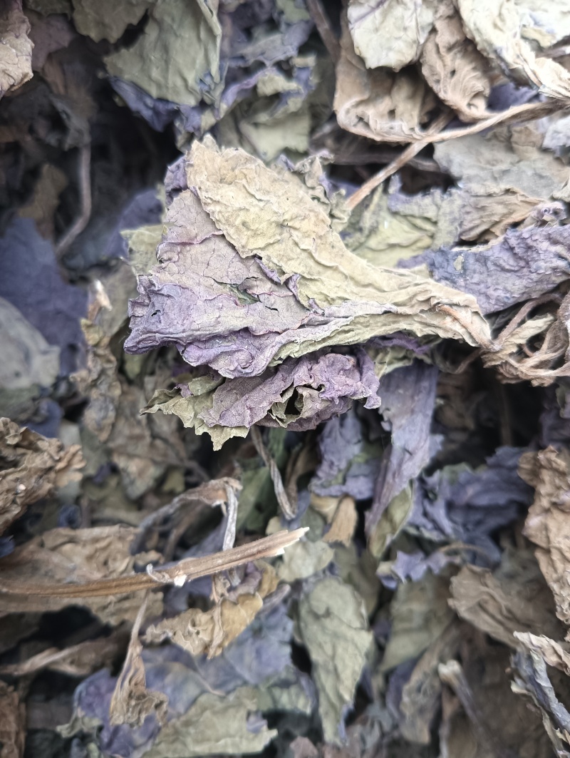 紫苏叶苏叶实物拍摄自然风干品质佳价格优鲁赣药材