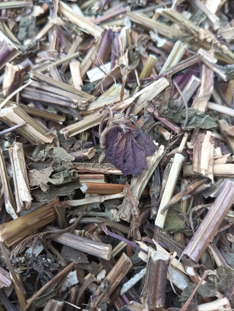 紫苏叶苏叶实物拍摄自然风干品质佳价格优鲁赣药材
