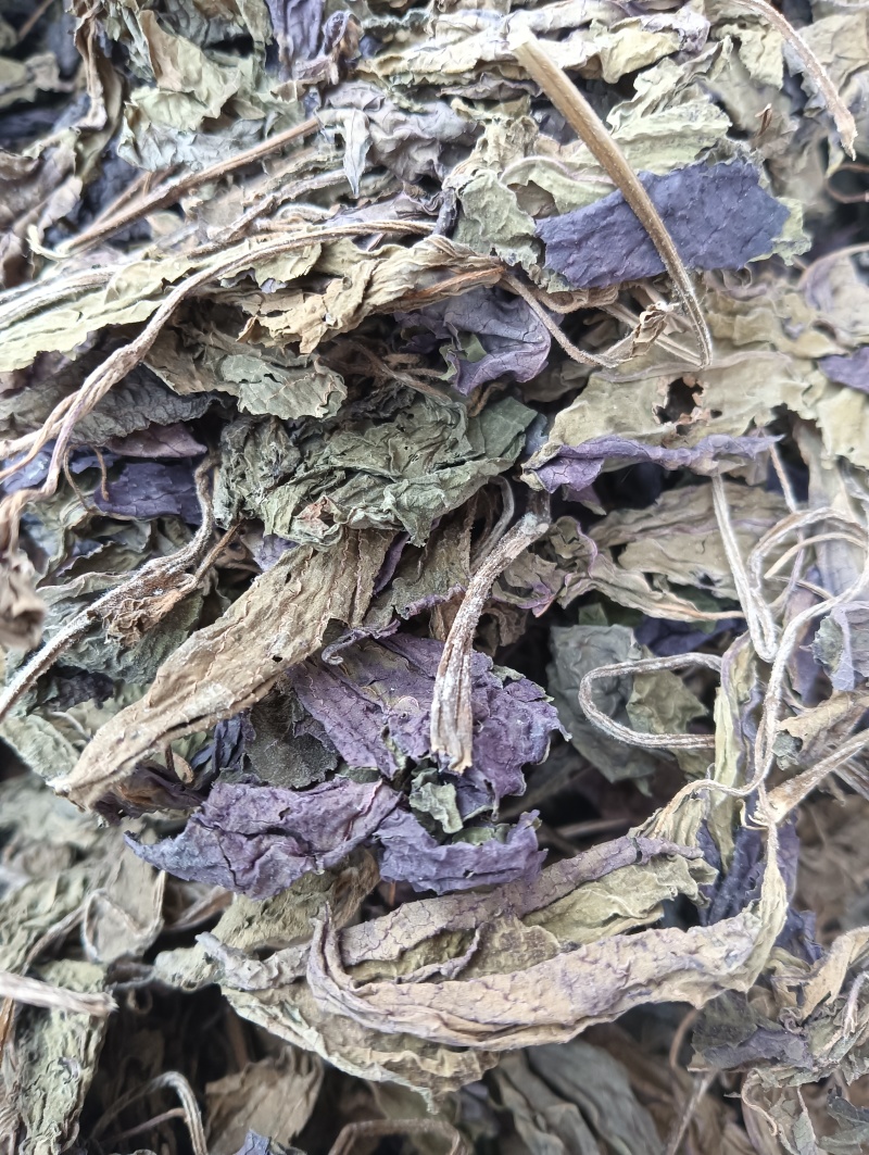 紫苏叶苏叶实物拍摄自然风干品质佳价格优鲁赣药材
