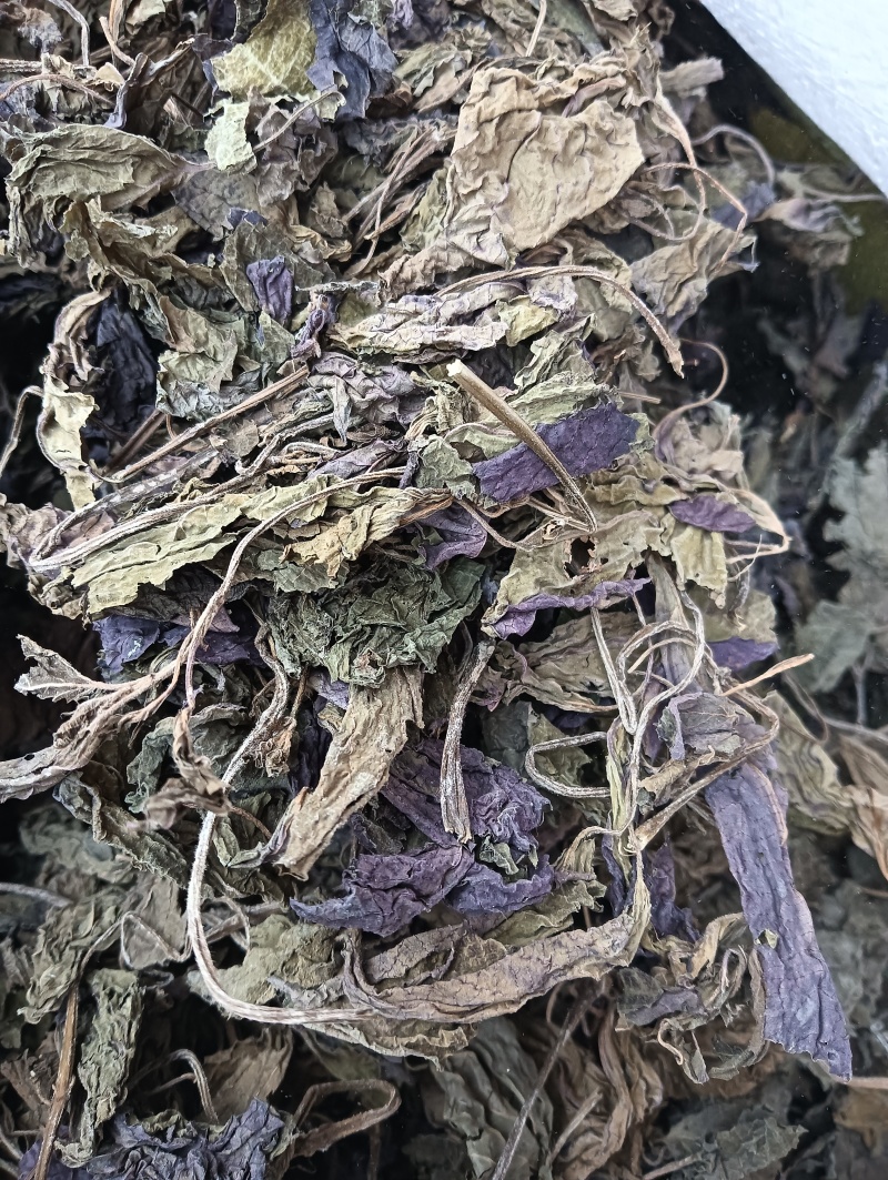 紫苏叶苏叶实物拍摄自然风干品质佳价格优鲁赣药材
