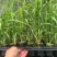 耐寒高产牧草芦竹种苗