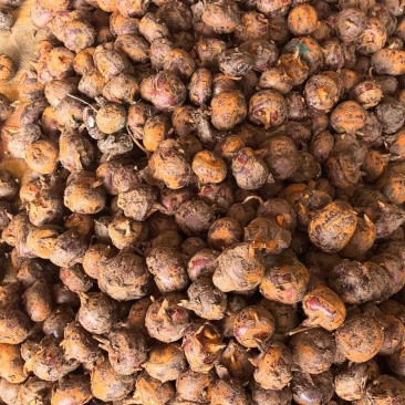 特大马蹄广西马蹄荸荠特大号广西贺州季大果脆甜食材四季生鲜