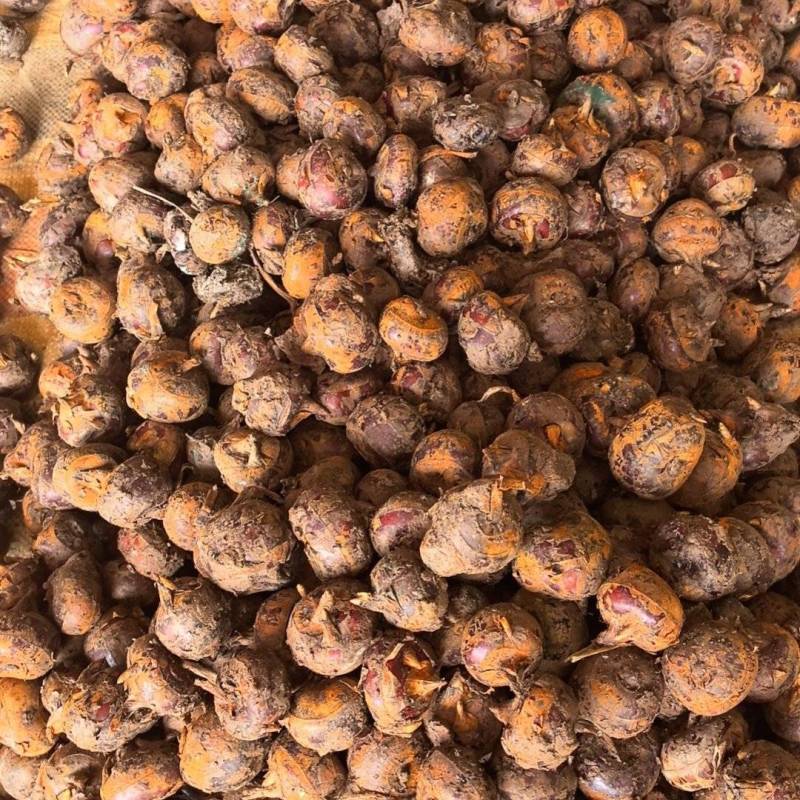 特大马蹄广西马蹄荸荠特大号广西贺州季大果脆甜食材四季生鲜