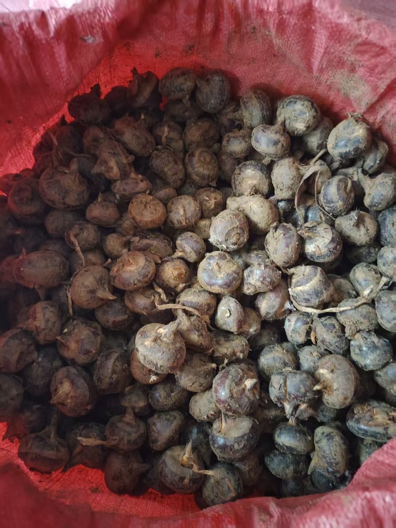 特大马蹄广西马蹄荸荠特大号广西贺州季大果脆甜食材四季生鲜