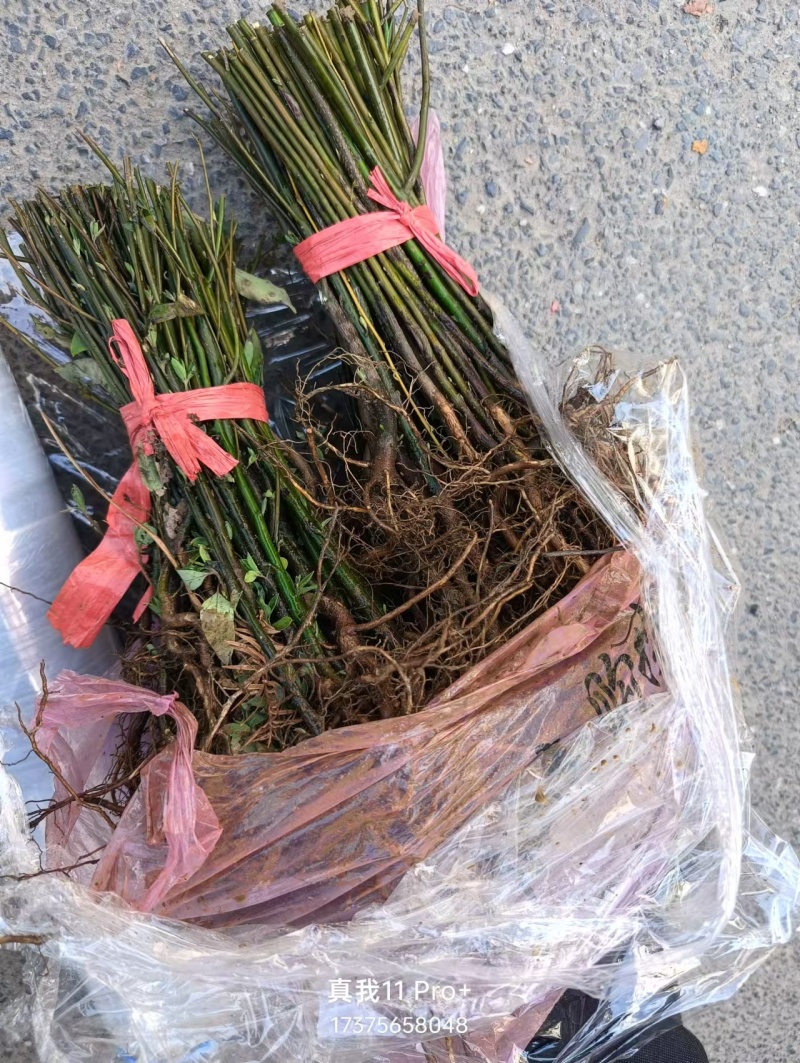 木姜子苗大量上市，实力代收，贴心服务，质量保证