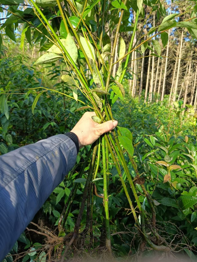 木姜子苗大量上市，实力代收，贴心服务，质量保证