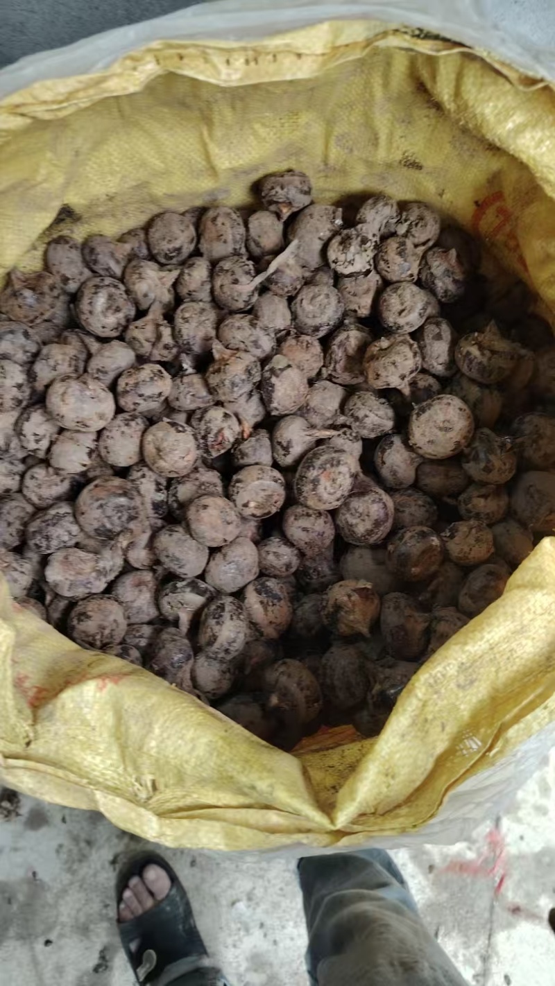 特大马蹄广西马蹄荸荠特大号广西贺州季大果脆甜食材四季生鲜