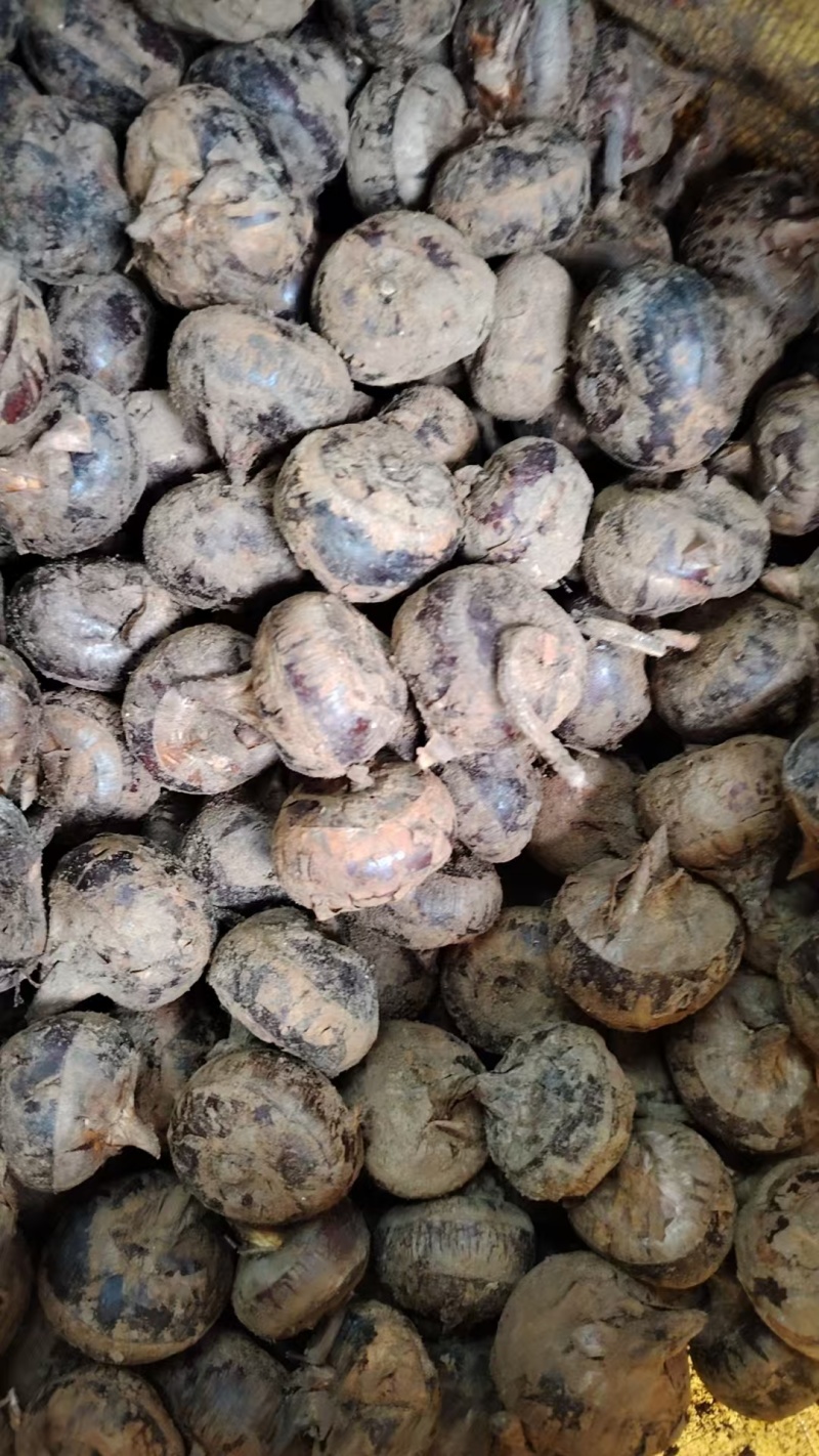 特大马蹄广西马蹄荸荠特大号广西贺州季大果脆甜食材四季生鲜