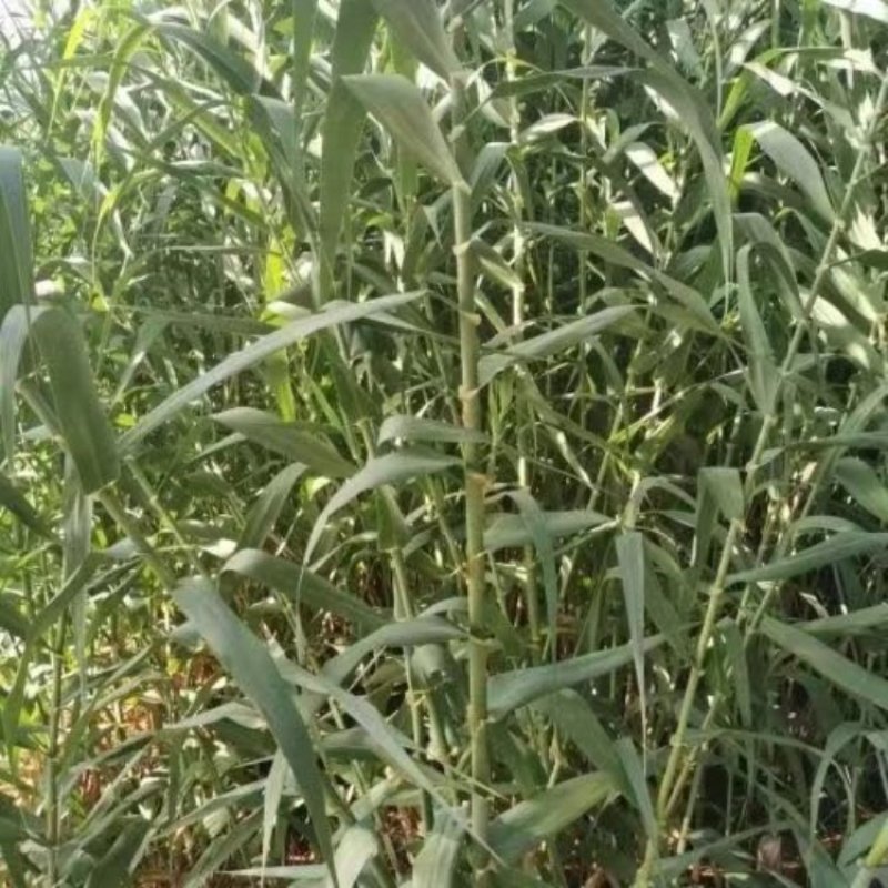 耐寒高产牧草芦竹种苗
