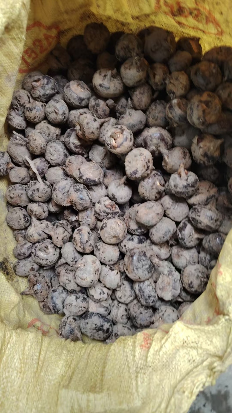特大马蹄广西马蹄荸荠特大号广西贺州季大果脆甜食材四季生鲜