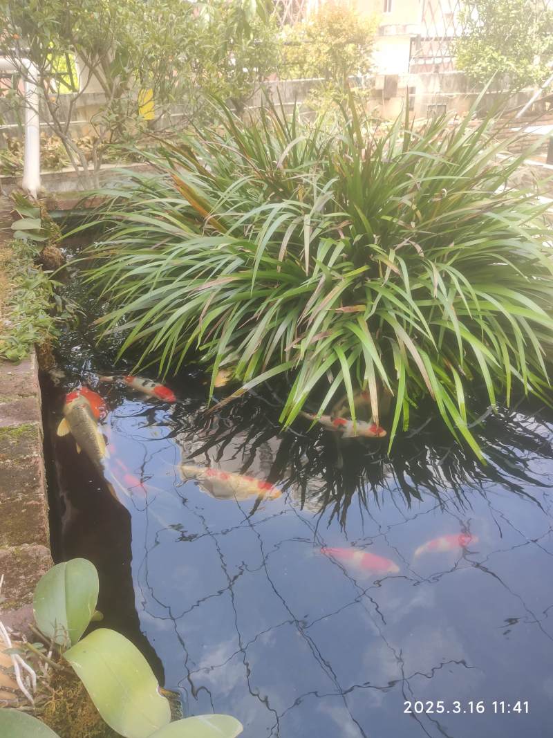 菖蒲，九节菖蒲