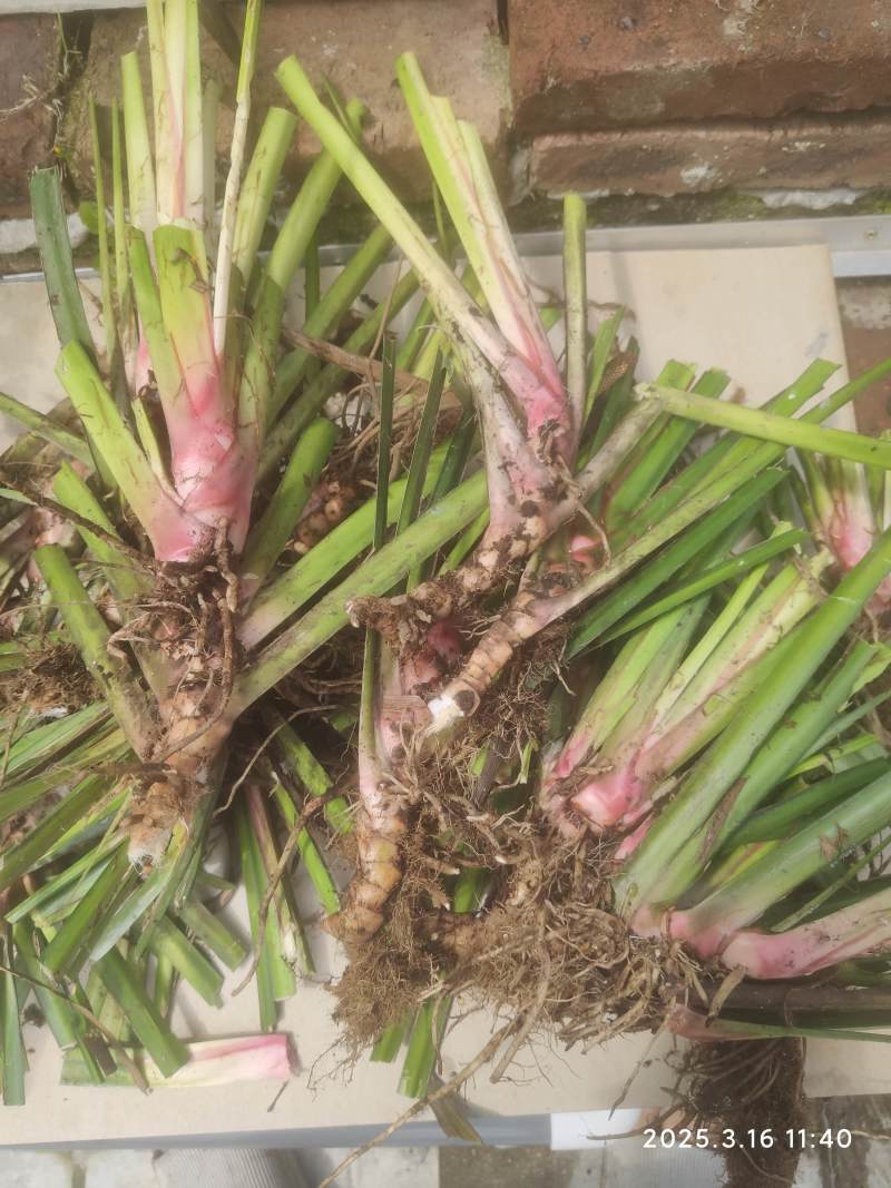 菖蒲，九节菖蒲