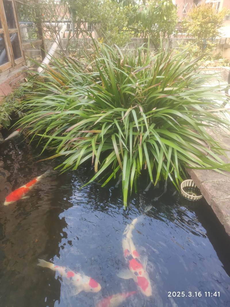 菖蒲，九节菖蒲