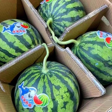 陕西美都麒麟西瓜，电商，商超大量供应，代发全国，保质保量