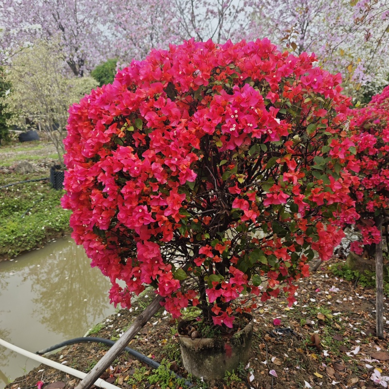 2503基地供应红花三角梅球1.5-2米袋苗，量大价优。