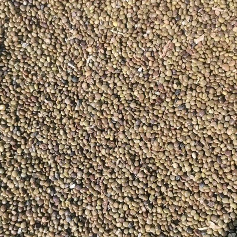 苦豆籽