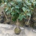 含笑花花卉浓香型、四季开花。四季家庭种植盆栽花卉