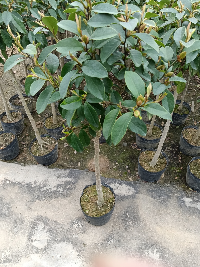 含笑花花卉浓香型、四季开花。四季家庭种植盆栽花卉