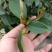 含笑花花卉浓香型、四季开花。四季家庭种植盆栽花卉